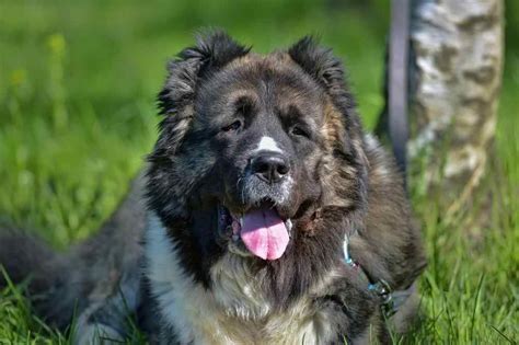 How Much Caucasian Shepherd Dog Puppies Cost. Prices of 71 Cauca.